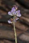 Sampson's snakeroot